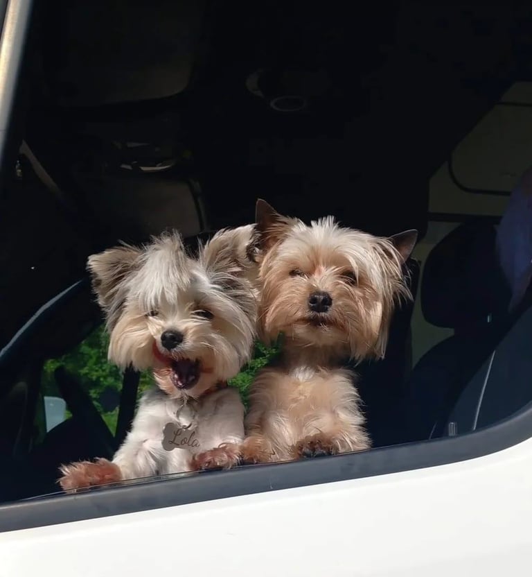 Female Yorkshire terrier 