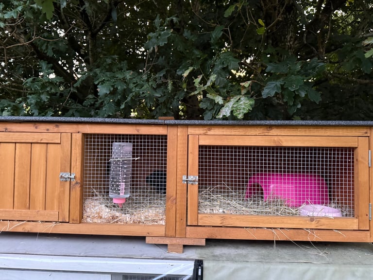 Boars looking for new home