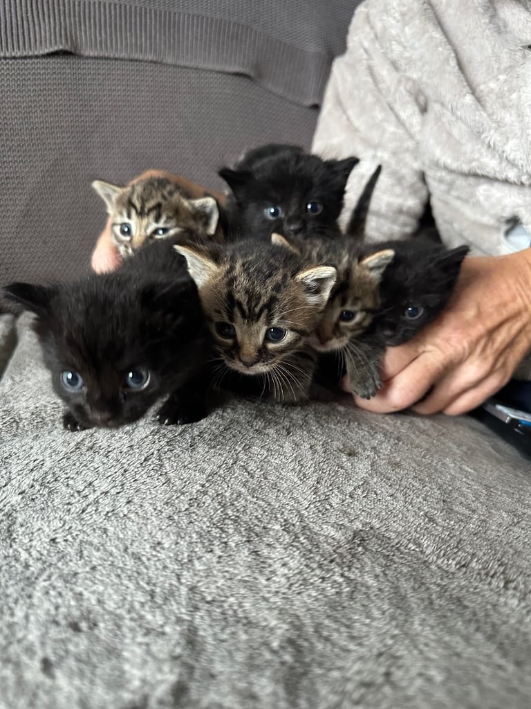 Beautiful mixed breed kittens available 