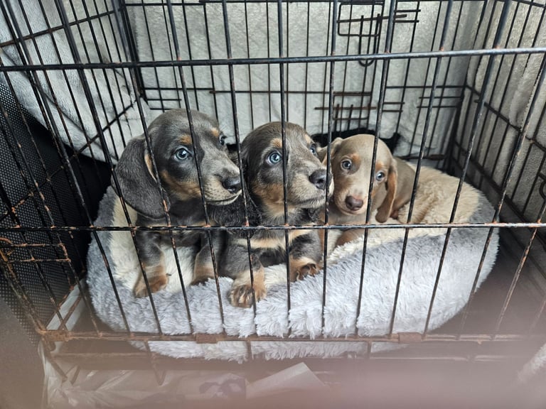 2 kc boy dachshund 