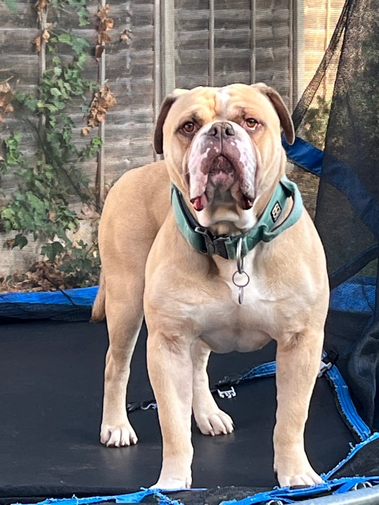 Old english bulldogge