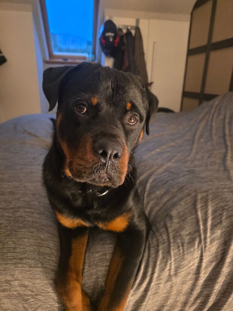 image for Rottweiler  pup 