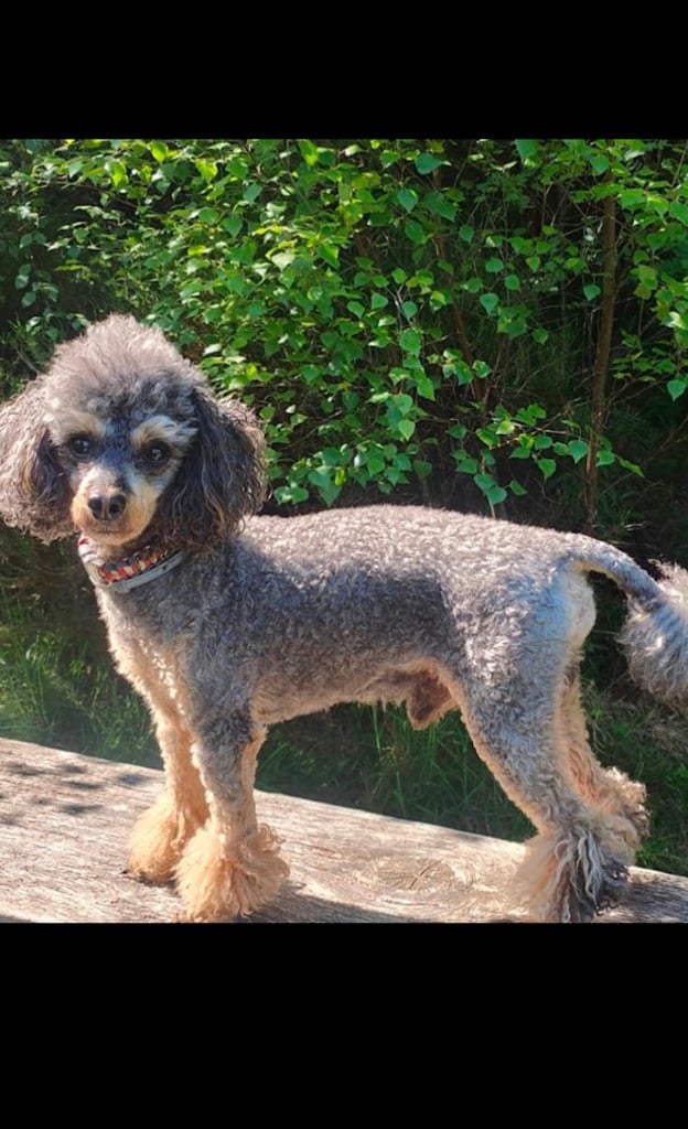 Cockapoo Girl Puppy F1 : 6weeks Old