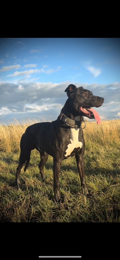 *Bull x lurcher pups for sale*