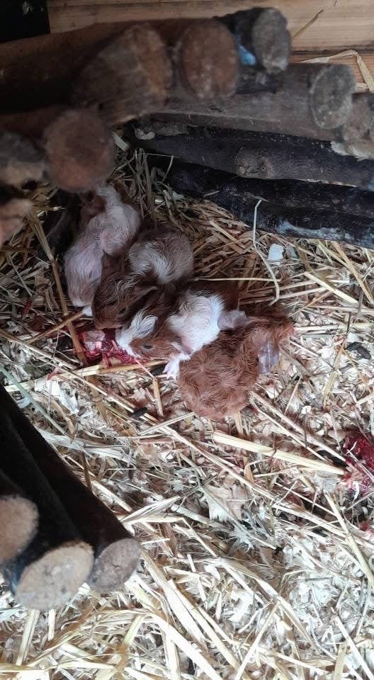 Guinea pigs for sale
