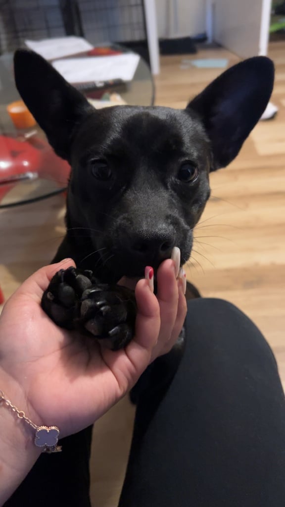 image for Puppy for sale 