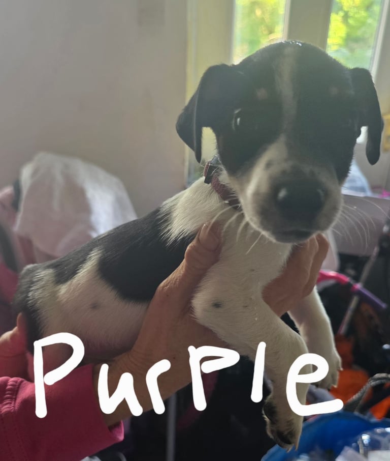 Traditional Jack russells puppies for sale