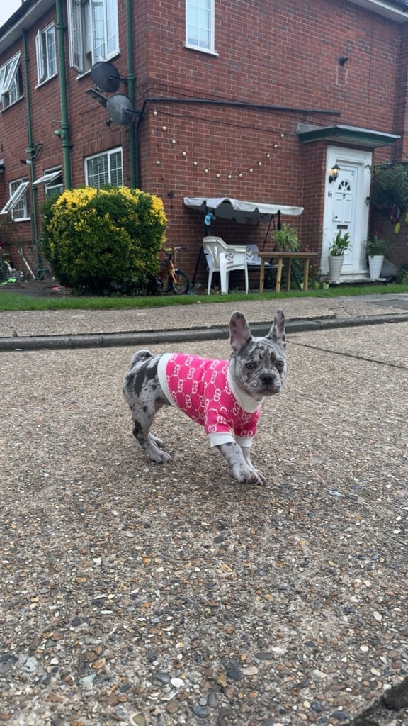 image for French Bulldog Puppy 