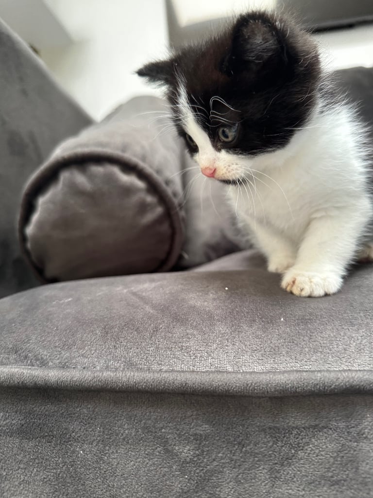 Beautiful Domestic Cats – Mum, Dad & 3 Adorable Kittens (2 Boys, 1 Girl)