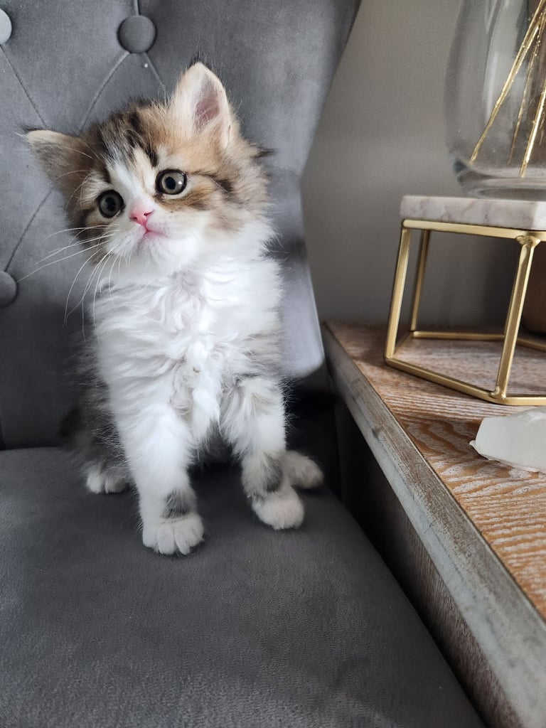 Pure persian doll face chinchilla kitten 