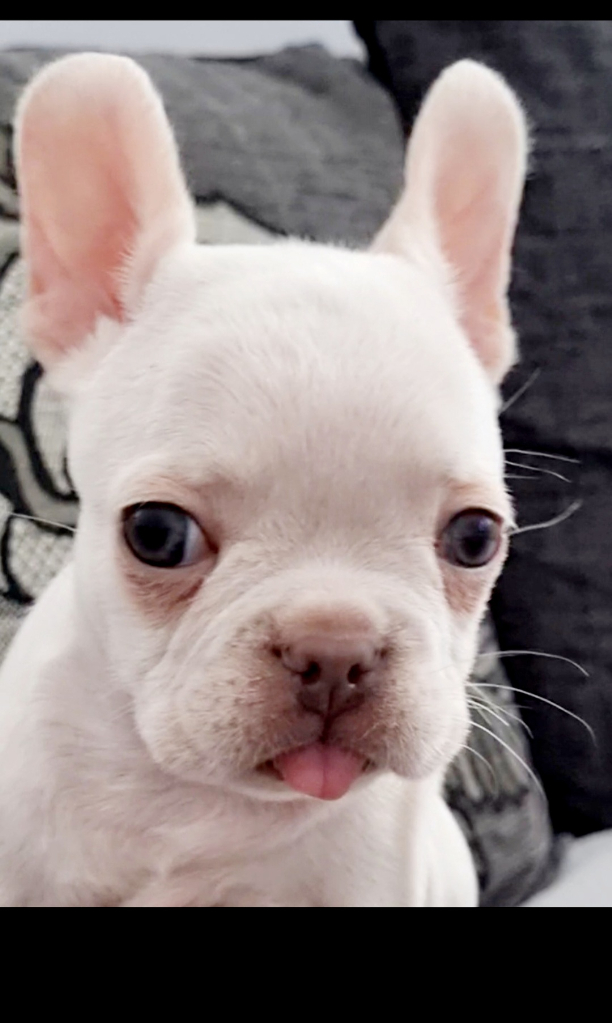 Albino french bulldog for hot sale sale