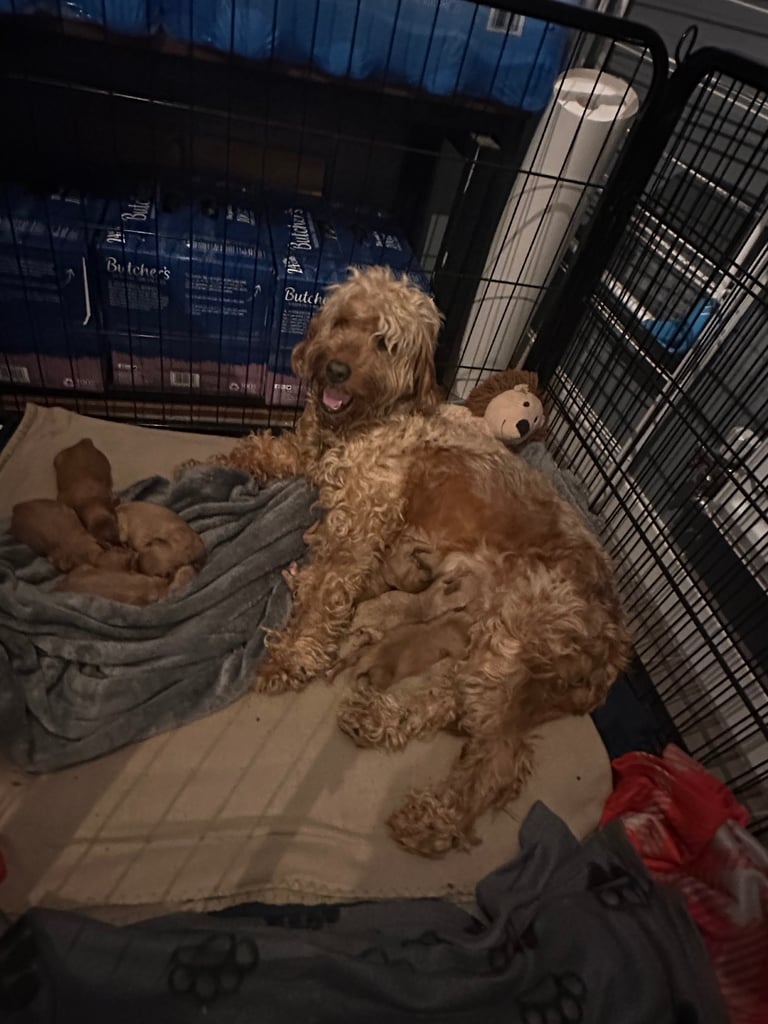 🐶 8 Gorgeous F2 Cockapoo Puppies – Ready Soon! 🏡