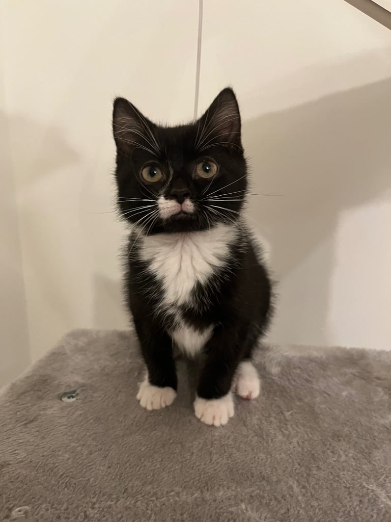 3 Beautiful Male Kittens 