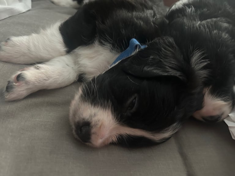 Cocker spaniel puppies ready to leave now