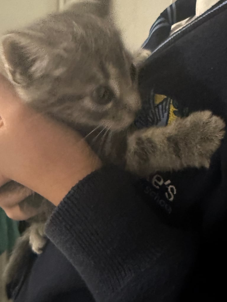 Kittens 