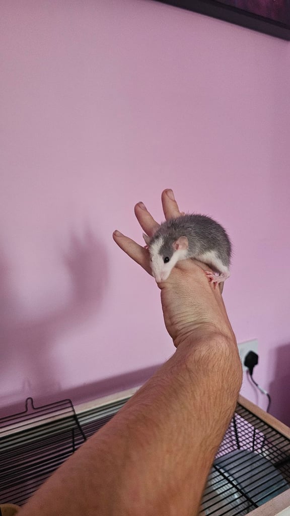 Baby rats