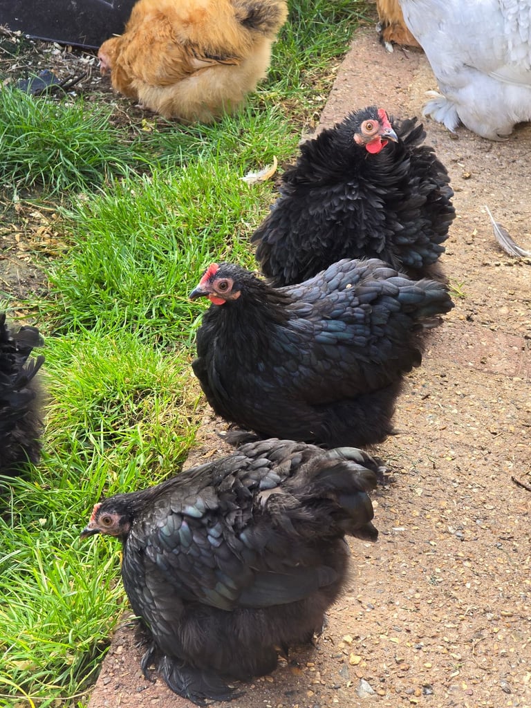 Pekin Bantams POL
