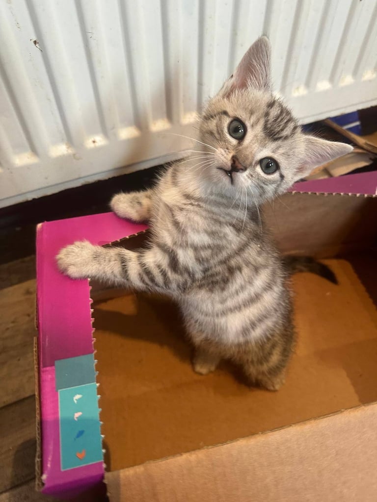 Beautiful kittens looking their forever homes 
