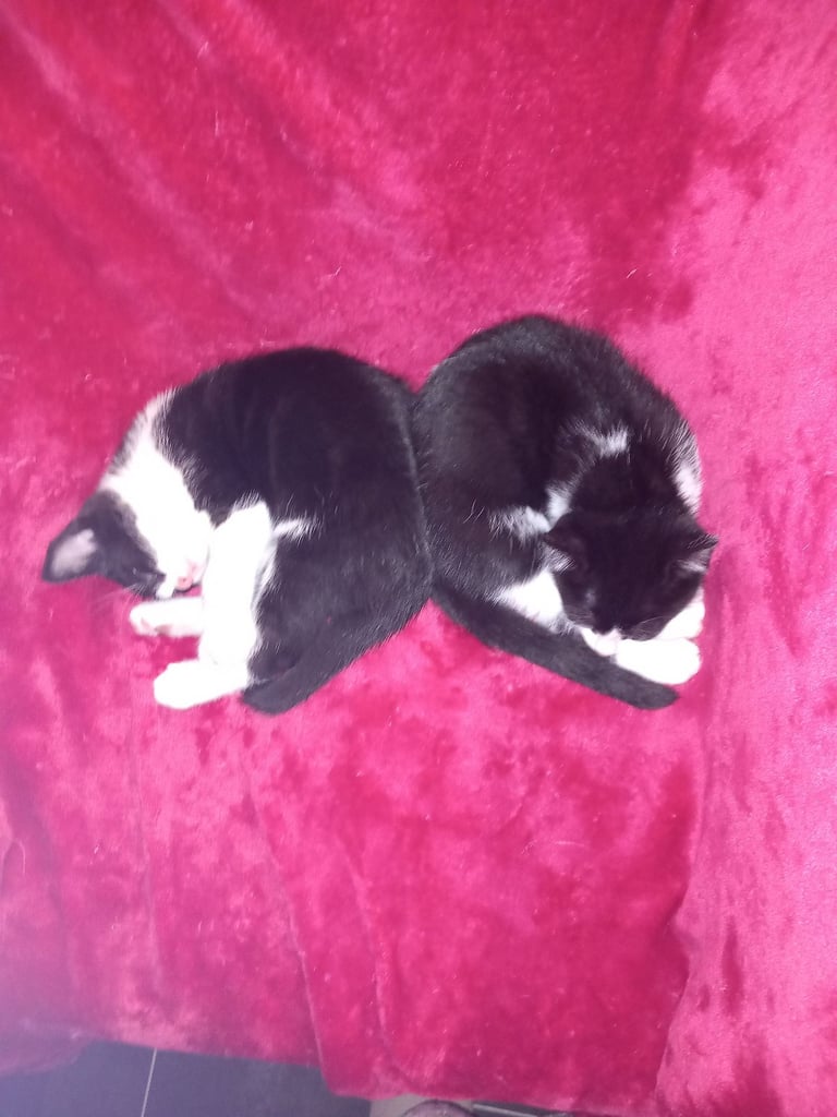 Kittens 