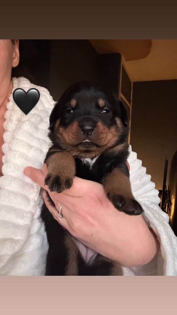 Beautiful Rottweiler pups