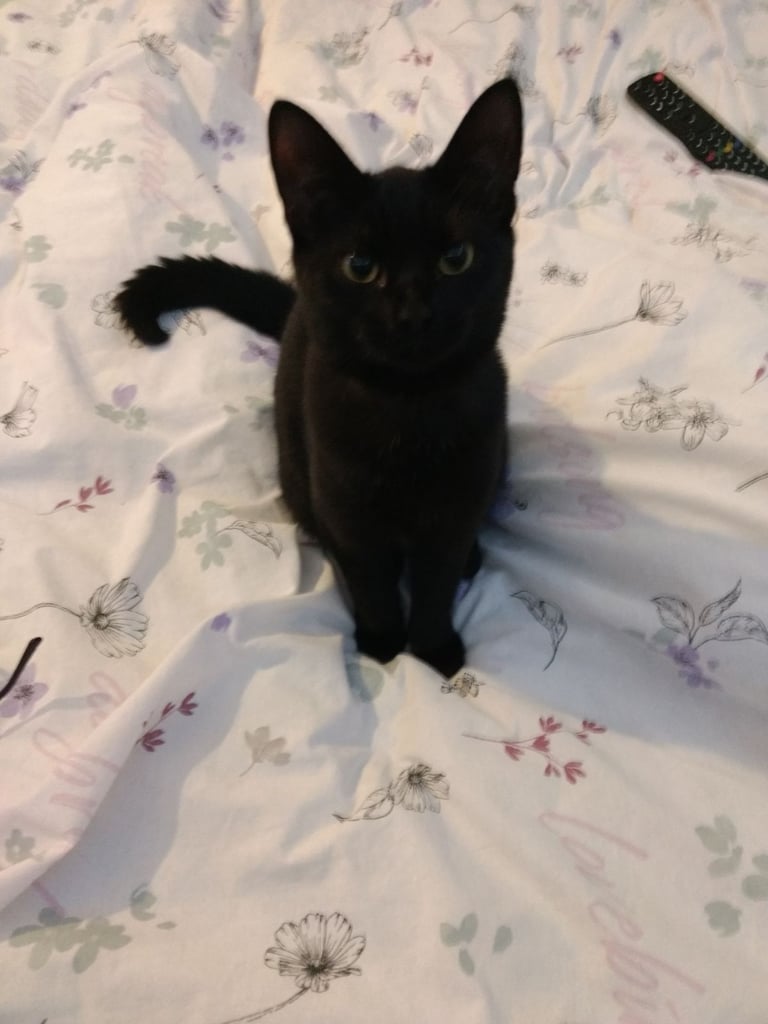 image for Cat