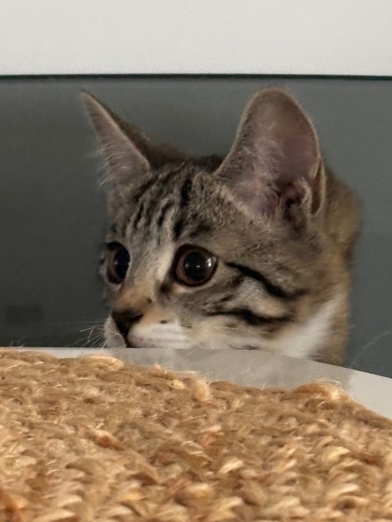 Beautiful mixed breed kittens 