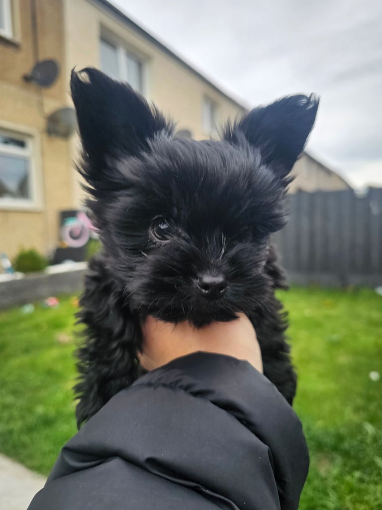 Yorkshire terrier Black . READY NOW 