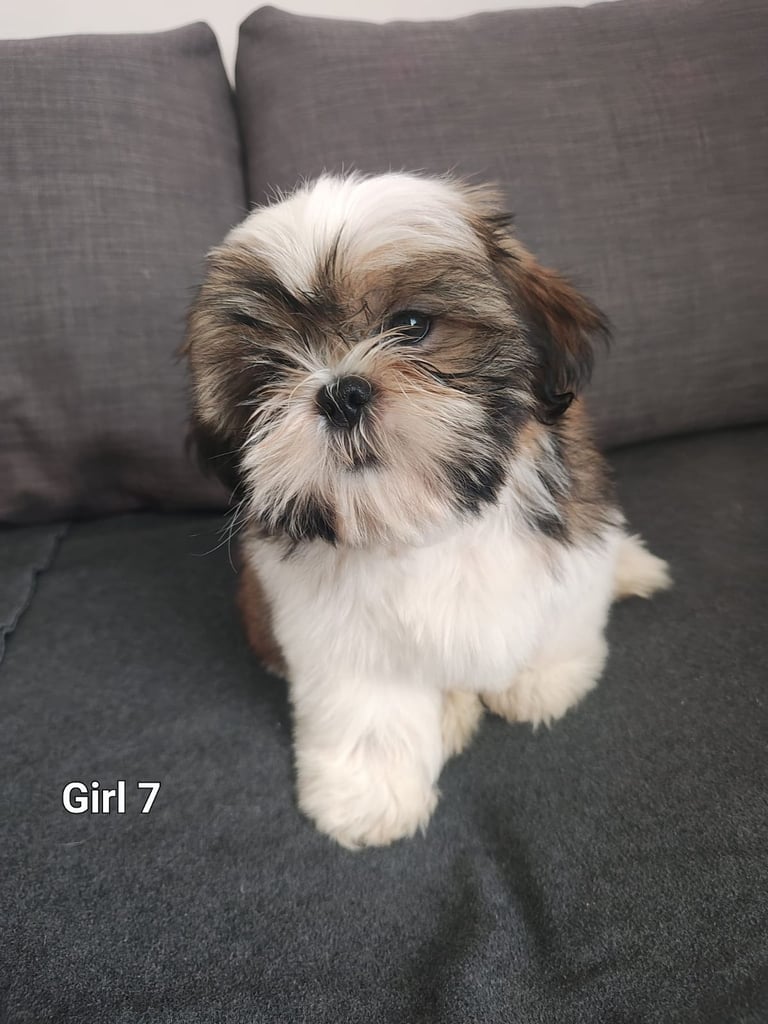 🐶Shih Tzu's Puppies🐶 1 girl 💚 left 