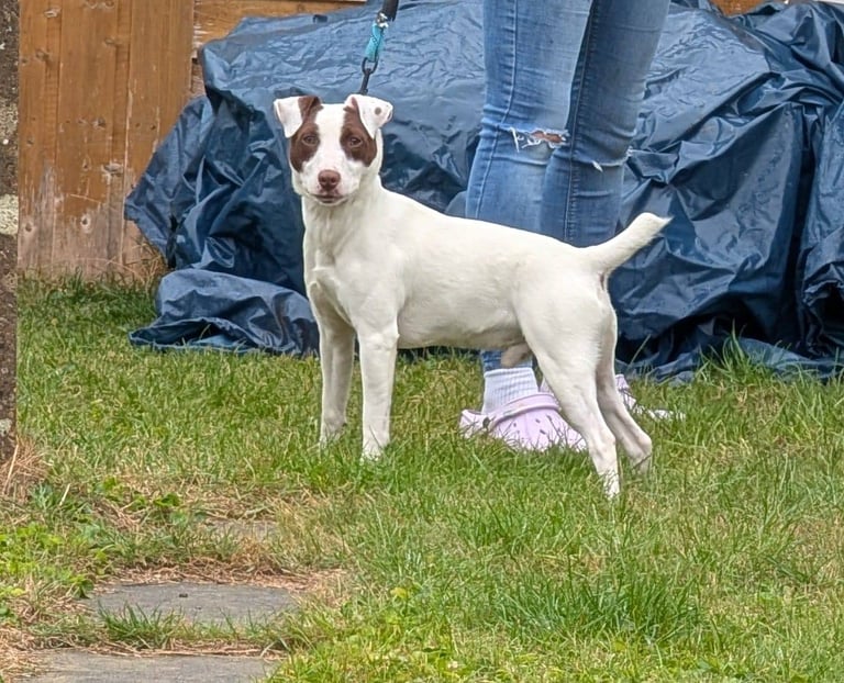 Patterdale Terrier - Male - 1 year Old