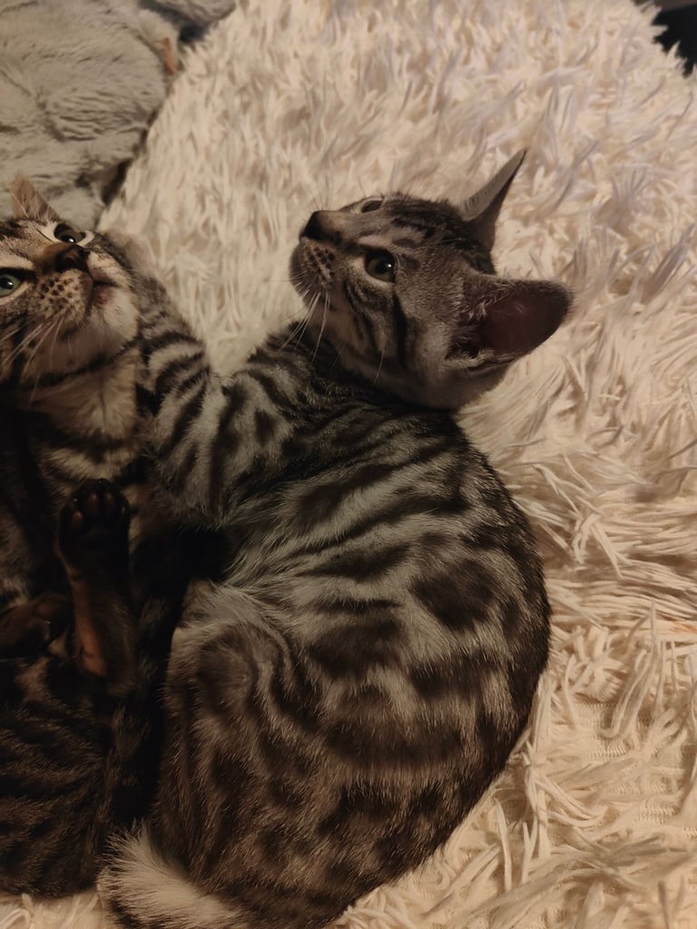 Charcoal/silver bengals