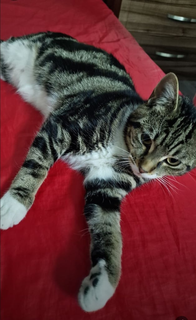 image for Tabby male 3 year old cat 
