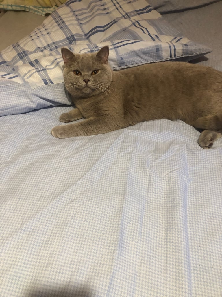 British Shorthair Cat