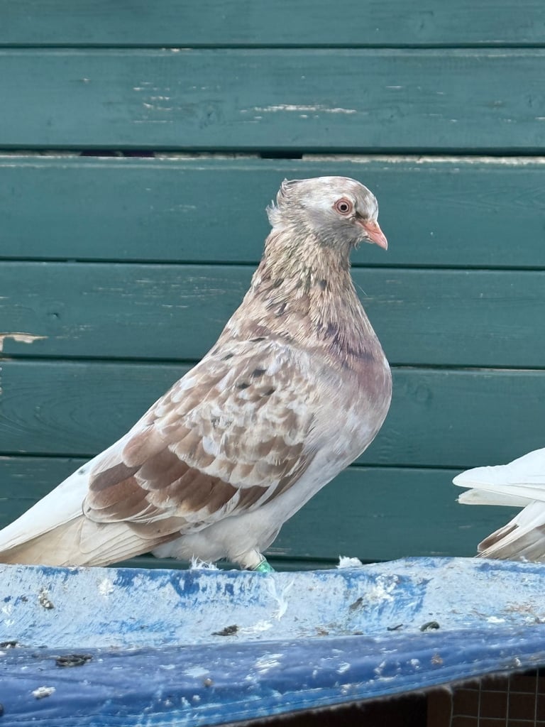 Pigeons