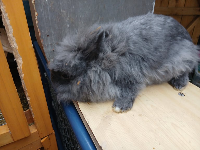 Fluffy 