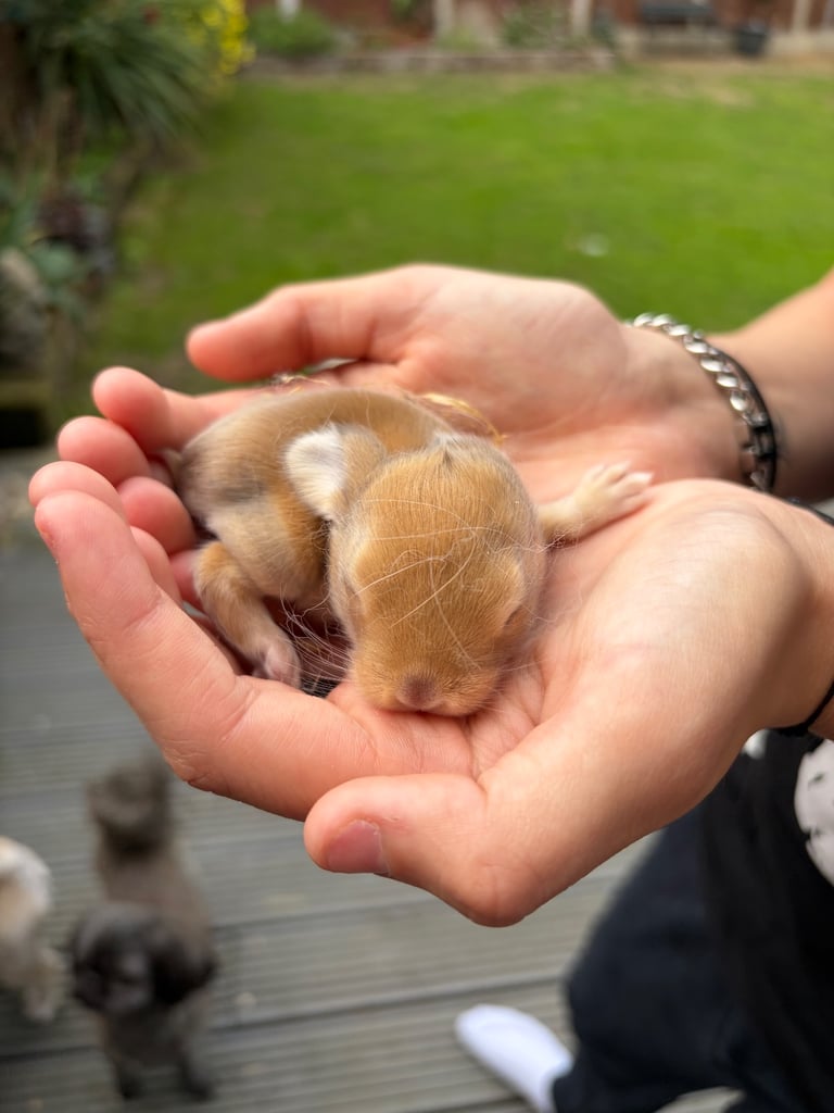Baby bunnies for sale 