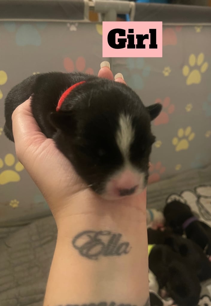 Borsky puppies !! SOLD SOLD !!