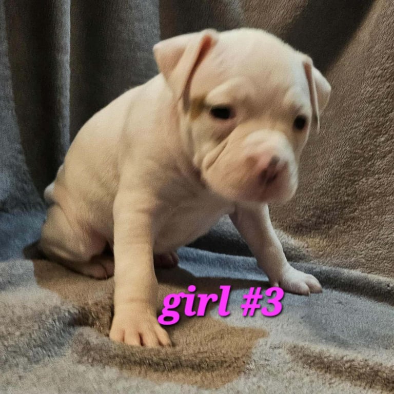 American bulldog puppies ❇️£395 read the info❇️