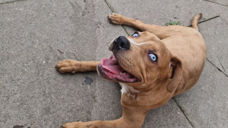 🐾 Friendly Dog Walker & Pet Sitter – Because They Deserve the Best! 🐾