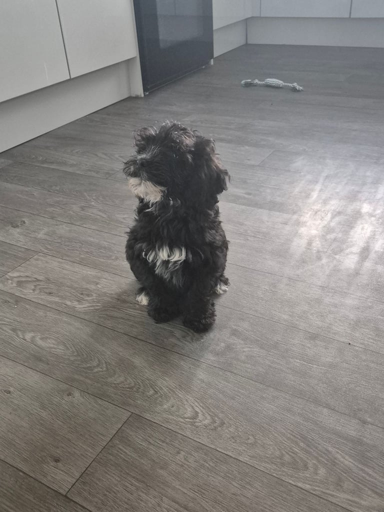 F2 COCKAPOOS FAMILY-REARED PETS