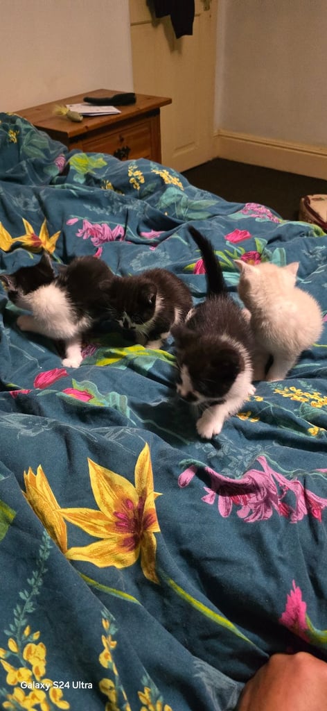 Gourgeous kittens for sale.