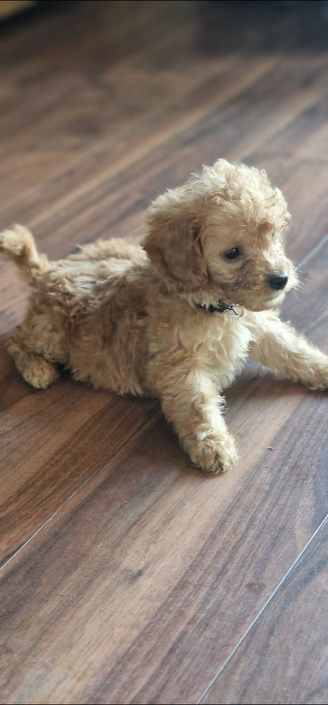 Cockapoo puppies F1