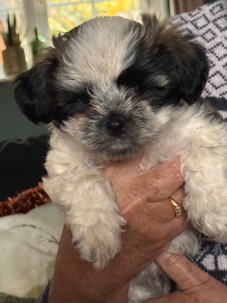 Puppies looking for a good home 