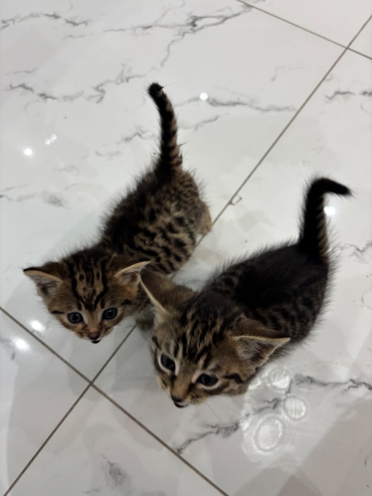 Tabby kittens 