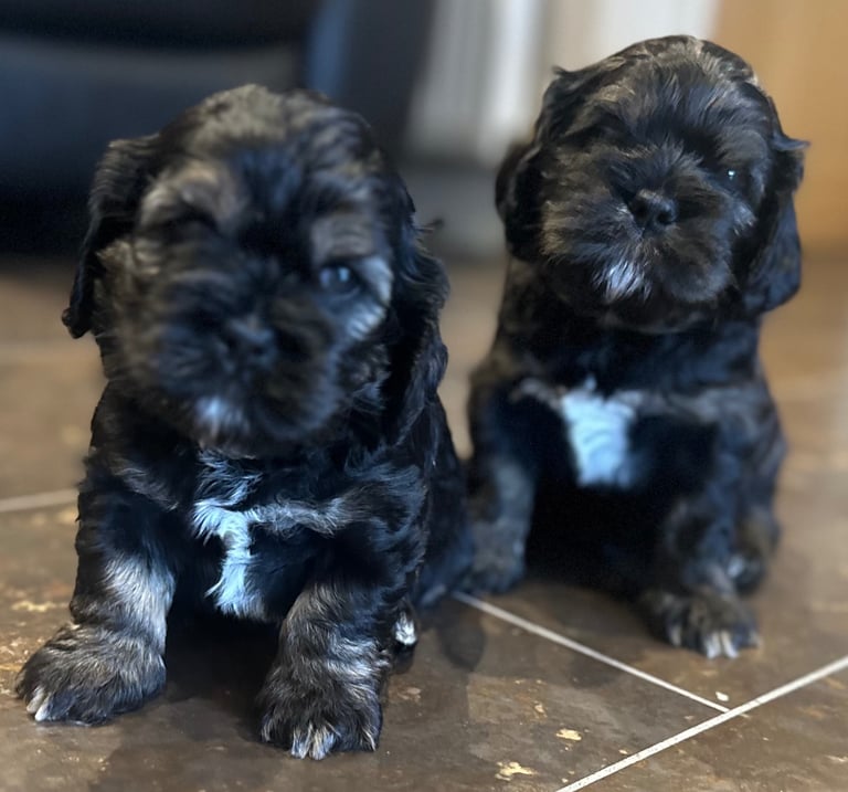 Three beautiful puppies ( males)  looking for new homes