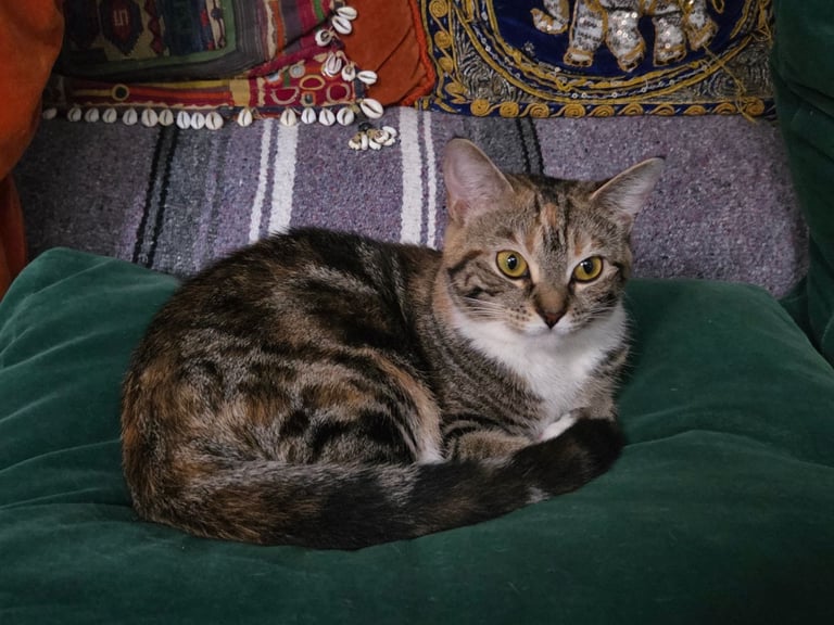 Cat Looking for a Loving New Home