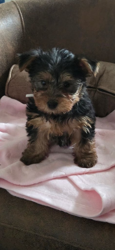 Yorkshire terrier puppies  8 weeks old 