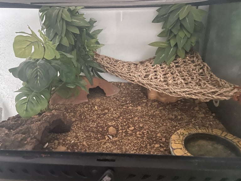 Leopard gecko and set up
