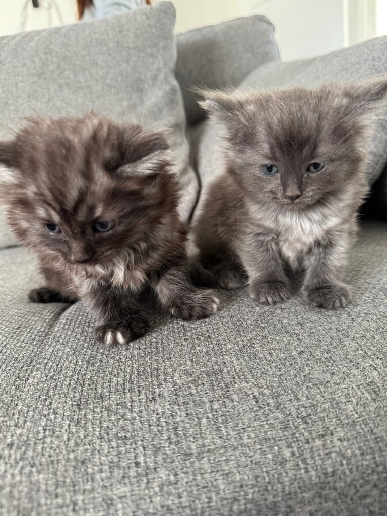 Ragdoll x kittens  SOLD