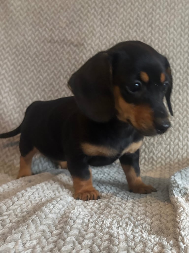 Genuine miniature dachshunds 