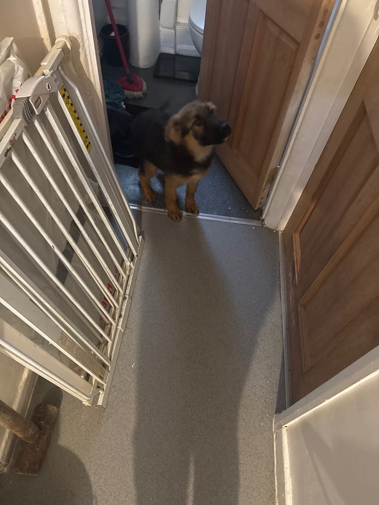 German Shepard puppy for sale 